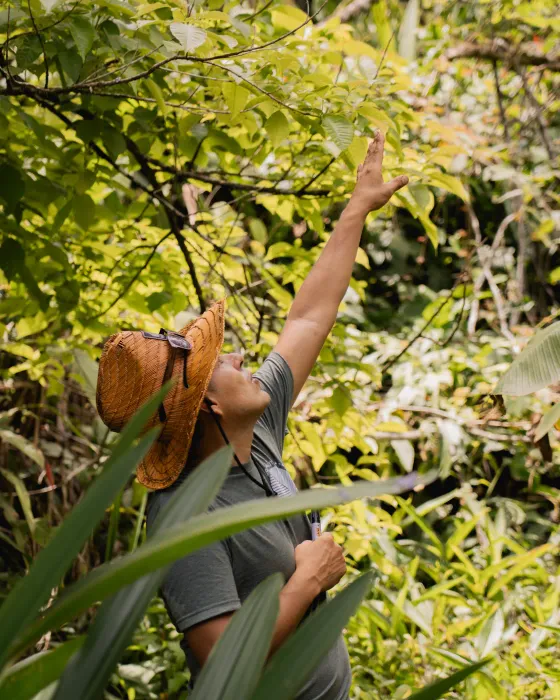 A man in a straw hat reaching up into the branches on a forest trail at Amora, an eco village on Costa Rica's South Pacific coast.