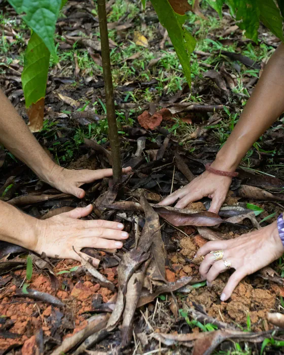 Hands pressed to the earth around the roots of a young tree.